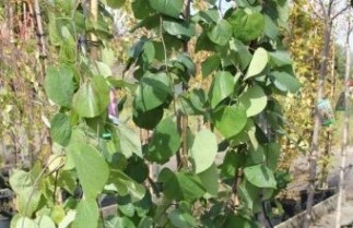 Afbeelding Cercis canadensis 'Lavender Twist' - Cercis canadensis 'Lavender Twist'