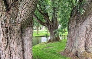 Afbeelding Schietwilg, knotwilg - Salix alba