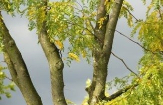 Afbeelding Valse Christusdoorn - Gleditsia triacanthos