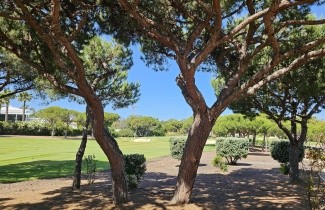 Afbeelding Parasolden - Pinus pinea