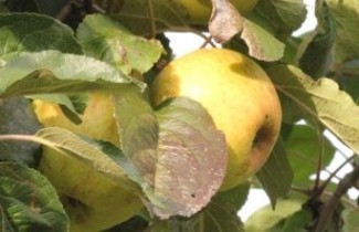 Afbeelding Appel 'Lemoen' - Malus domestica 'Lemoen'