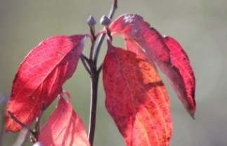 Afbeelding Veelbloemige kornoelje 'Red Giant' - Cornus florida 'Red Giant'