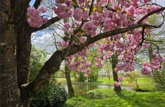 Afbeelding Japanse sierkers 'Kanzan' - Prunus serrulata 'Kanzan'