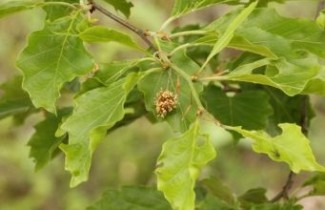 Afbeelding Beuk 'Grandidentata' - Fagus sylvatica 'Grandidentata'