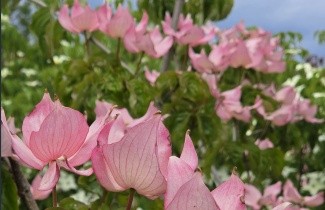 Afbeelding Japanse grootbloemige kornoelje 'Rosy Teacups' - Cornus kousa 'Rosy Teacups'