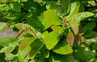 Afbeelding Tamme Kastanje, cultivar - Castanea sativa 'Marsol'