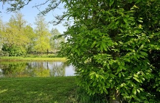 Afbeelding Tamme Kastanje - Castanea sativa