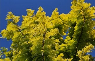Afbeelding Chinese Moerascipres 'Gold Rush' - Metasequoia glyptostroboides 'Gold Rush'