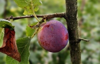 Afbeelding Pruim 'The Czar' - Prunus domestica 'The Czar'