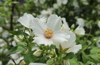 Afbeelding Jasmijn - Philadelphus Belle Etoile