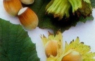 Afbeelding Hazelnoot 'Garibaldi' - Corylus avellana 'Garibaldi'