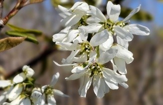 Afbeelding Krentenboompje 'Ballerina' - Amelanchier laevis 'Ballerina'