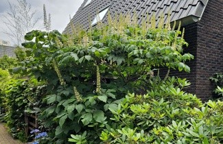Afbeelding Herfstpaardenkastanje - Aesculus parviflora