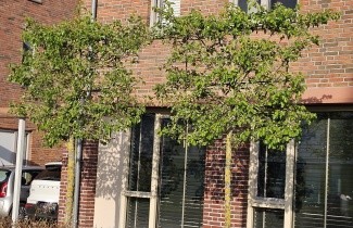 Afbeelding Leipeer, sierpeer - Pyrus calleryana 'Chanticleer'