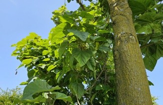 Afbeelding Annapaulownaboom - Paulownia tomentosa