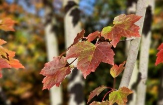 Afbeelding Amerikaanse esdoorn - Acer rubrum 'October Glory'