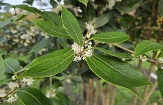 Afbeelding Schijnhulst - Osmanthus armatus