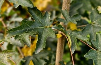 Afbeelding Veldesdoorn - Acer campestre