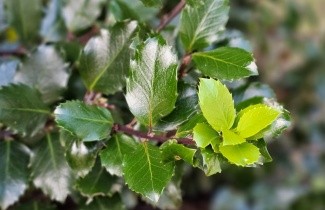 Afbeelding Blauwe hulst 'Blue Prince' - Ilex meserveae 'Blue Prince'