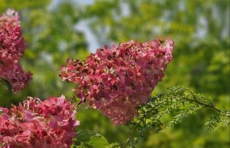 Afbeelding Pluimhortensia 'Vanille Fraise' - Hydrangea paniculata 'Vanille Fraise'
