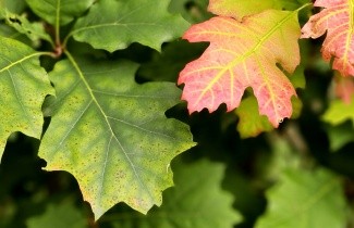 Afbeelding Amerikaanse Eik - Quercus rubra