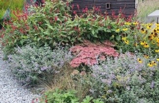 Afbeelding Borderpakket Zon N - Pakket ZN 24 planten