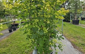 Afbeelding Goudenregen 'Yellow Rocket' - Laburnum anagyroides 'Yellow Rocket'
