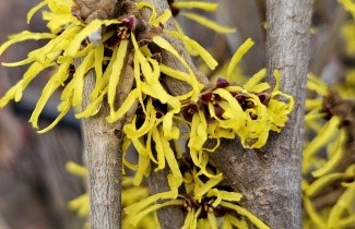 Afbeelding Toverhazelaar 'Westerstede' - Hamamelis x intermedia 'Westerstede'
