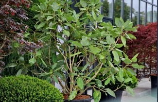 Afbeelding Magnolia Sargentiana - Magnolia Sargentiana