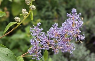 Afbeelding Amerikaanse sering 'Gloire de Versailles' - Ceanothus x delilianus 'Gloire de Versailles'