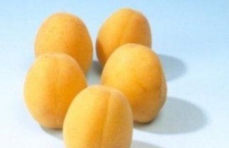 Afbeelding Abrikoos 'Hongaarse' - Prunus armeniaca 'Hongaarse'
