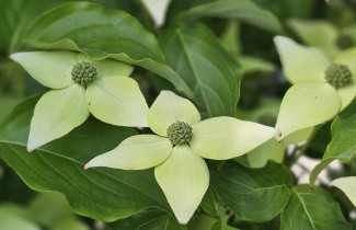 Afbeelding Japanse grootbloemige kornoelje 'Milky Way' - Cornus kousa 'Milky Way'