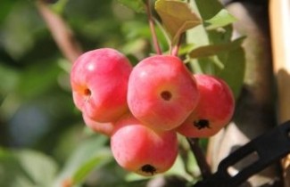 Afbeelding Sierappel 'Red Sentinel' - Malus 'Red Sentinel'