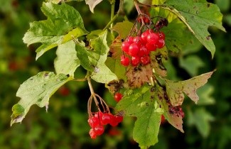 Afbeelding Gelderse Roos - Viburnum opulus