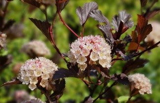 Afbeelding Blaasspiraea  'Red Baron' - Physocarpus opulifolius 'Red Baron'