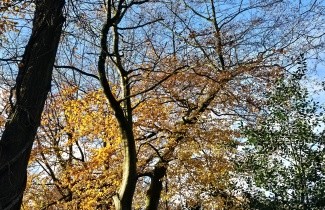 Afbeelding Gewone beuk - Fagus sylvatica