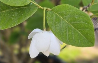 Afbeelding Magnolia sieboldii - Magnolia sieboldii