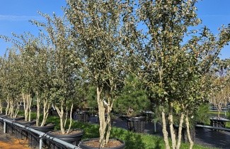 Afbeelding Schijnhulst - Osmanthus x burkwoodii