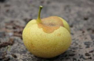 Afbeelding Nashi Peer "Niitaka"  - Pyrus pyrifolia 'Niitaka'