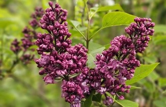 Afbeelding Sering 'Charles Joly' - Syringa vulgaris 'Charles Joly'