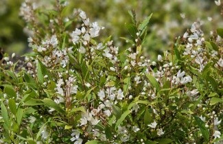 Afbeelding Bruidsbloem 'Nikko' - Deutzia gracilis 'Nikko'