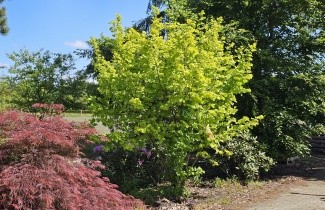 Afbeelding Goudhazelaar - Corylus avellana 'Aurea'