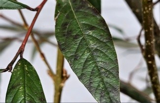 Afbeelding Dwergmispel - Cotoneaster salicifolia 'Willeke'
