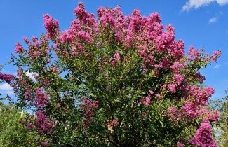 Afbeelding Lagerstroemia 'Rosea' - Lagerstroemia indica 'Rosea'