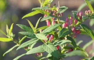 Afbeelding Struikkamperfoelie 'Rosea' - Lonicera tatarica 'Rosea'