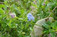 Afbeelding Amerikaanse sering 'Skylark' - Ceanothus thyrsiflorus 'Skylark'