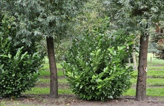 Afbeelding Laurierkers 'Rotundifolia' - Prunus laurocerasus 'Rotundifolia'