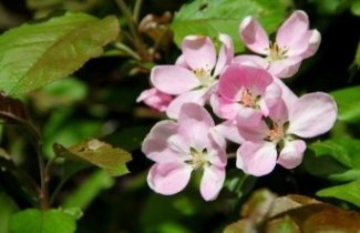 Afbeelding Sierappel 'Neville Copeman' - Malus 'Neville Copeman'