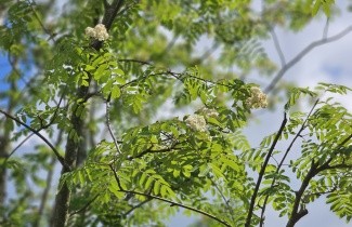 Afbeelding Lijsterbes - Sorbus aucuparia