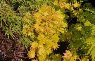 Afbeelding Japanse Goud-Esdoorn - Acer shirasawanum 'Aureum'